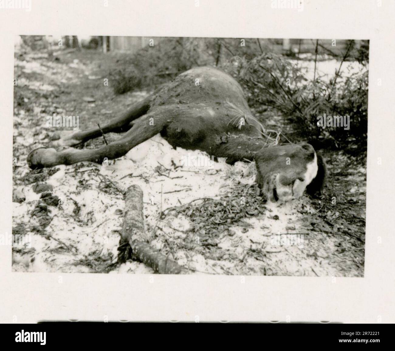 Dutch waffen ss hi-res stock photography and images - Alamy