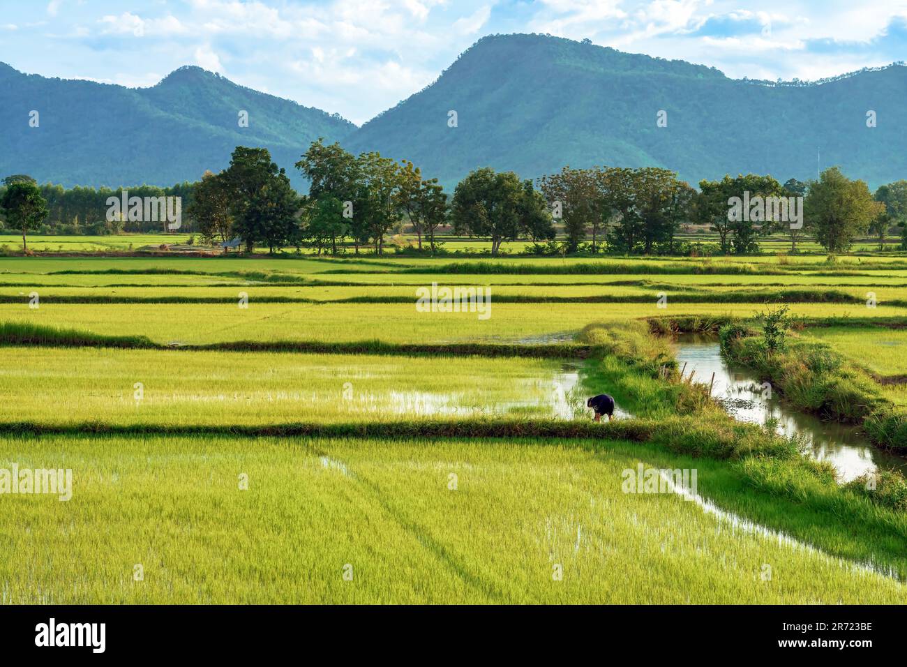 Asian male farmer with a beautiful landscape natural view of the rice ...