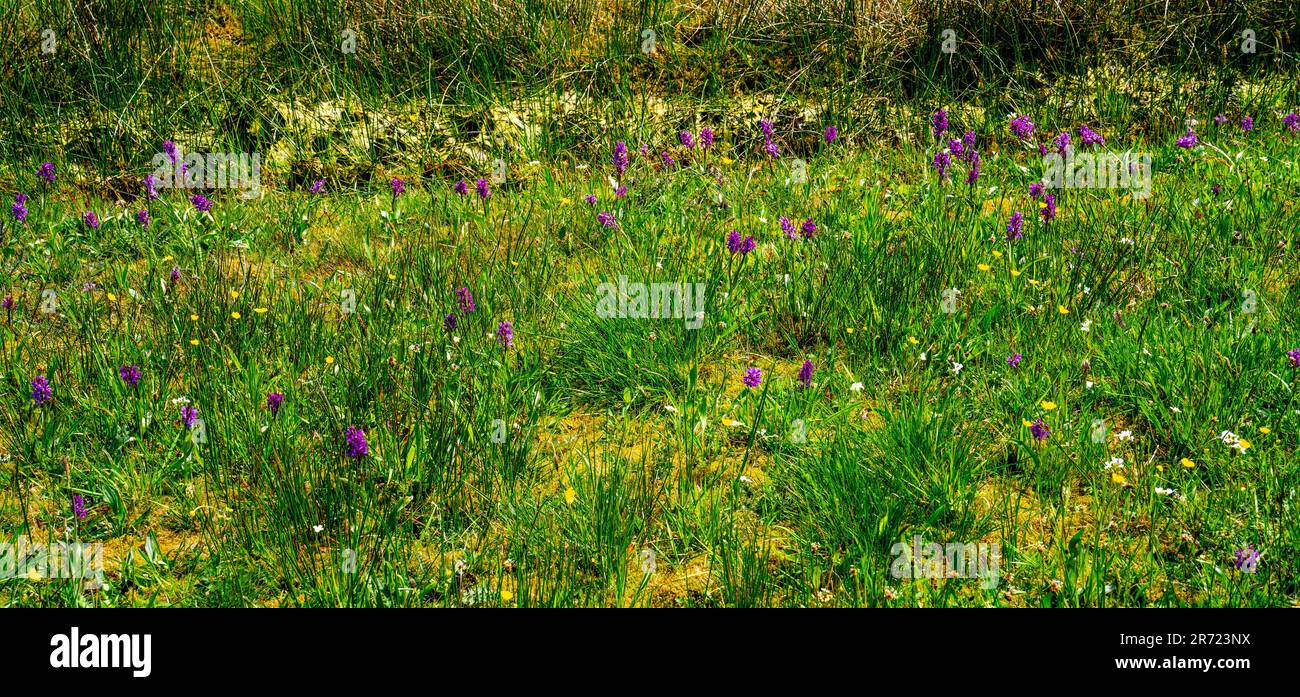 Meadow with Broad-leaved orchids (Dactylorhiza majalis) Stock Photo