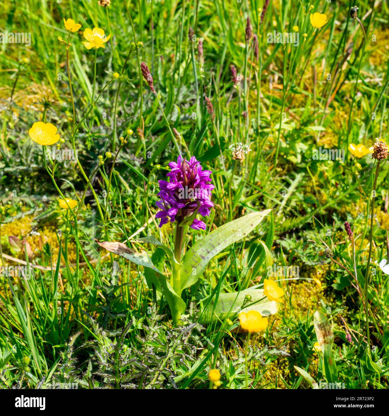Close up of Western marsh orchid, Broad-leaved marsh orchid, Fan orchid (Dactylorhiza majalis) Stock Photo