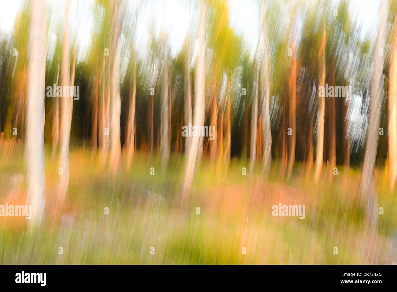 Beautiful green landscape trees hi-res stock photography and images - Alamy