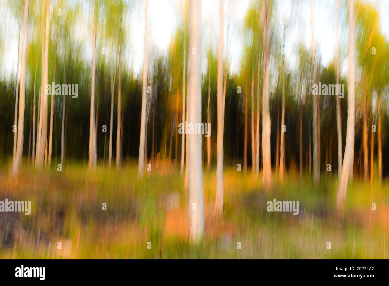 Scenic trees environment hi-res stock photography and images - Alamy
