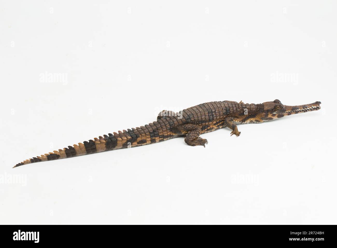 false gharial crocodile (Tomistoma schlegelii) isolated on white background Stock Photo