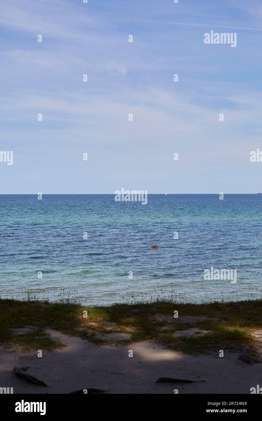 urwüchsiger Gespensterwald in Nienhagen an der Ostsee, nahe Warnemünde, Mecklenburg-Vorpommern, Deutschland Stock Photo
