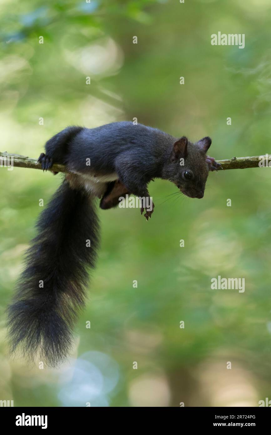 Eichhörnchen, ruht, schläft auf einem Ast, schlafend, ruhend, Pause, "Abhängen", Europäisches Eichhörnchen, Eurasisches Eichhörnchen, Sciurus vulgaris Stock Photo