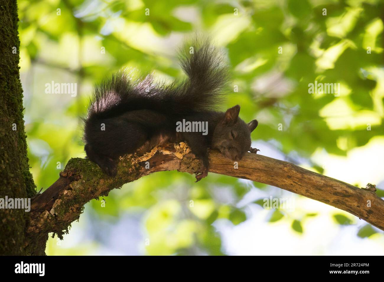 Eichhörnchen, ruht, schläft auf einem Ast, schlafend, ruhend, Pause, Europäisches Eichhörnchen, Eurasisches Eichhörnchen, Sciurus vulgaris, European r Stock Photo