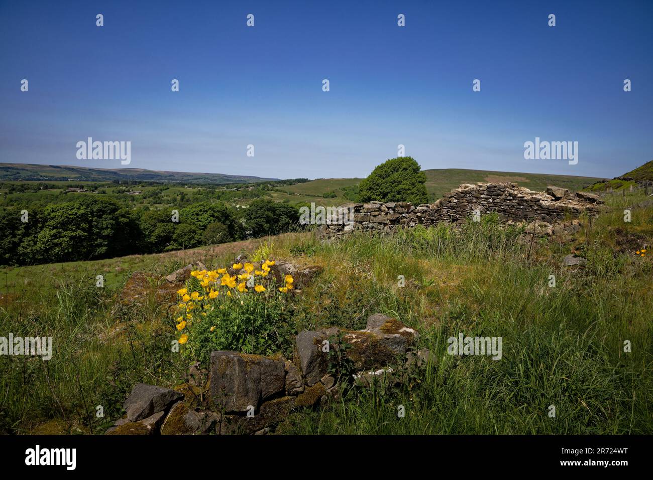 Spring flowers in upland ruin Stock Photo