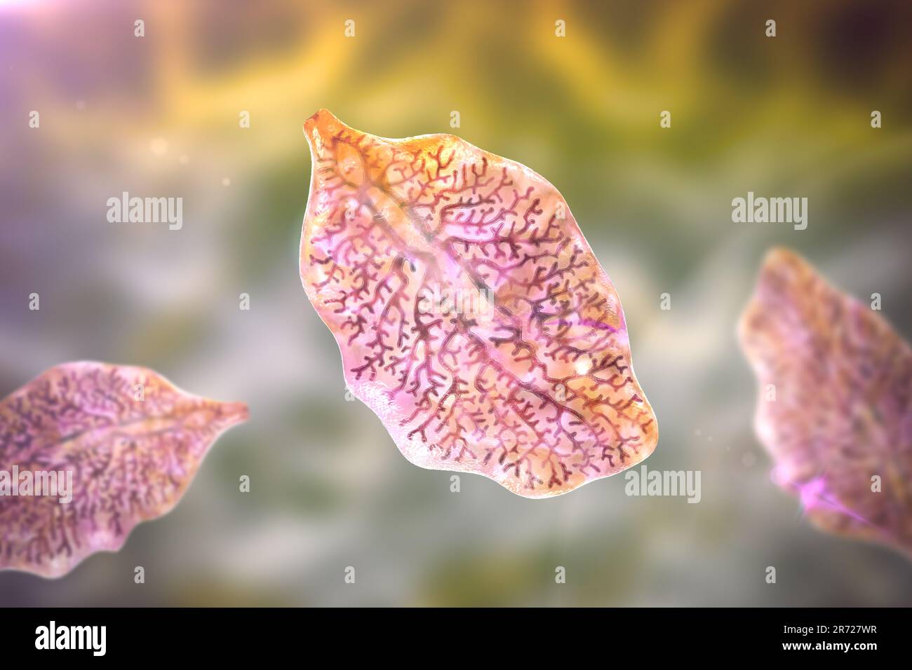 Liver fluke. Computer illustration of an adult liver fluke, Fasciola hepatica, a parasite of sheep, cattle & humans. Humans ingest the fluke larvae by Stock Photo