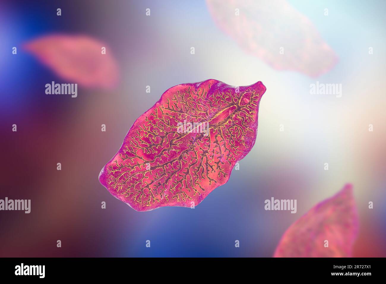 Liver fluke. Computer illustration of an adult liver fluke, Fasciola hepatica, a parasite of sheep, cattle & humans. Humans ingest the fluke larvae by Stock Photo