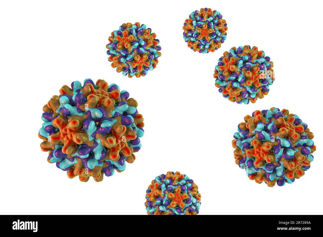 Hepatitis B viruses, a species of the genus Orthohepadnavirus, which is part of the Hepadnaviridae family of viruses. Stock Photo