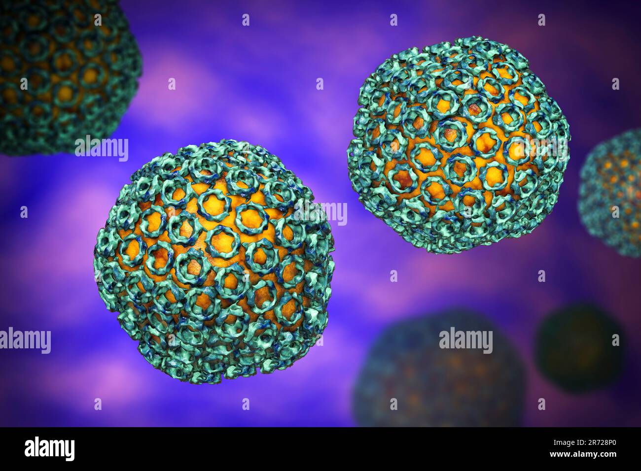 Rift Valley fever virus particles, computer illustration. This virus ...