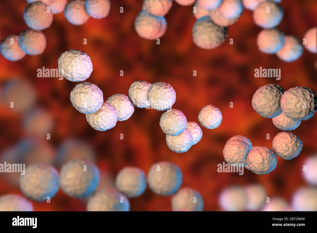 Streptococcus pyogenes bacteria. 3D computer illustration of Streptococcus pyogenes, or group-A Streptococcus, bacteria. S. pyogenes is a gram-positiv Stock Photo