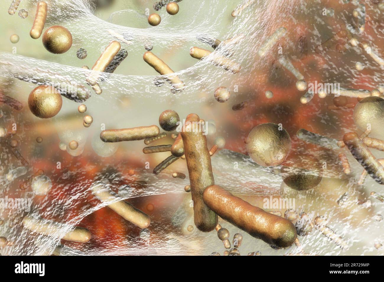 Spherical bacteria and rodshaped bacteria inside biofilm, illustration