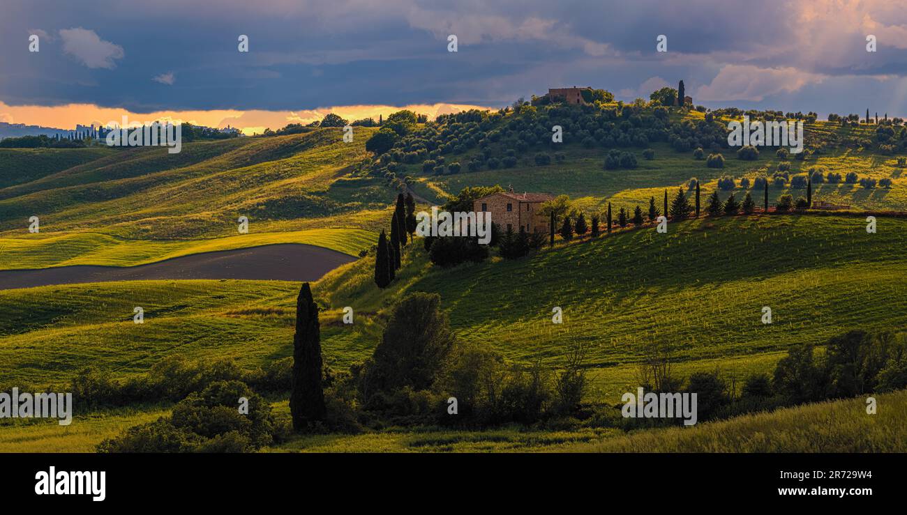 A wide 2:1 panorama photo of a landscape in Tuscany with the famous Cypresses in evening light. The photo was taken in Val d'Orcia, in central Italy. Stock Photo