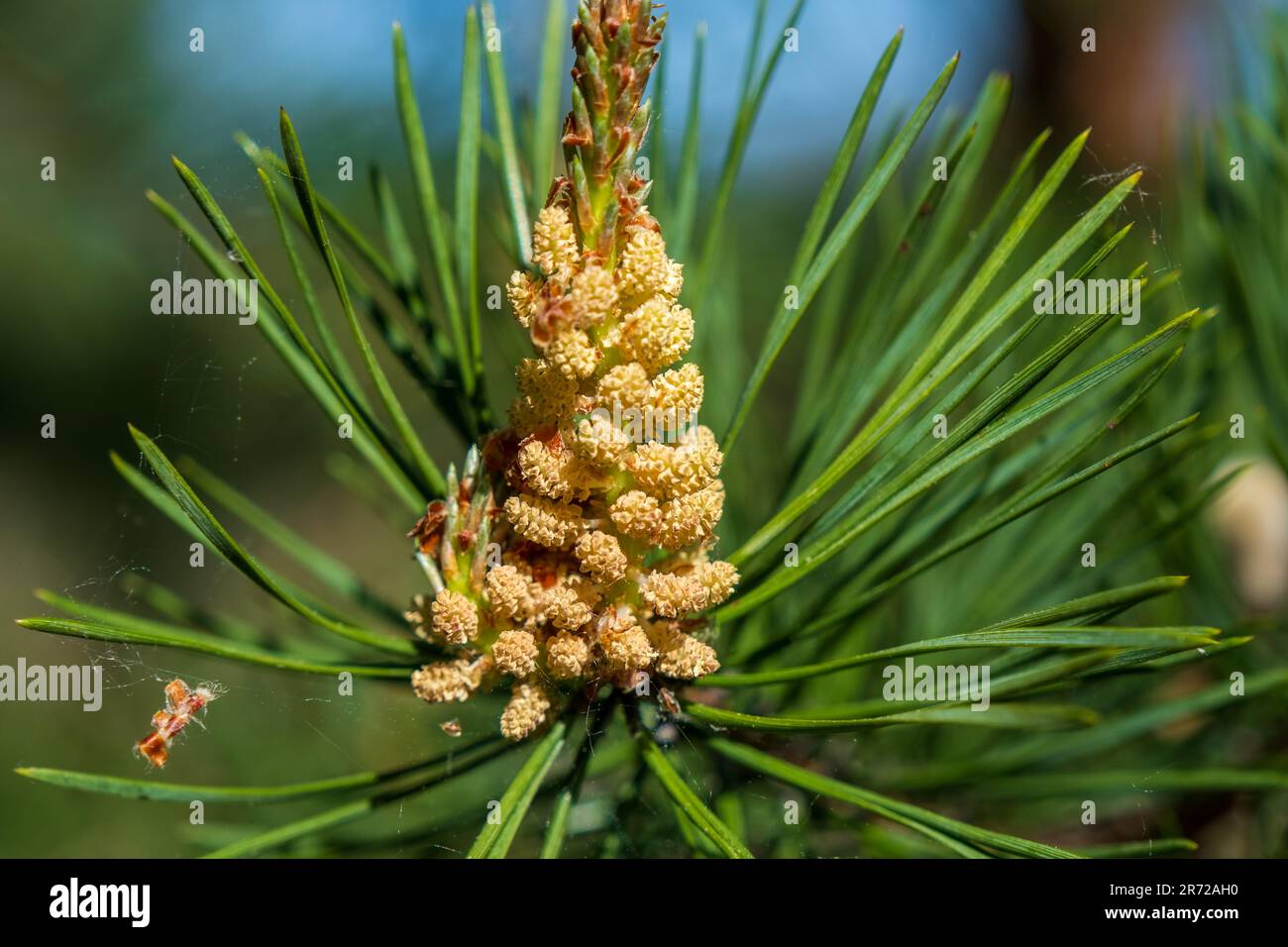 European spruce with young buds, flowers and young cones. Stock Photo