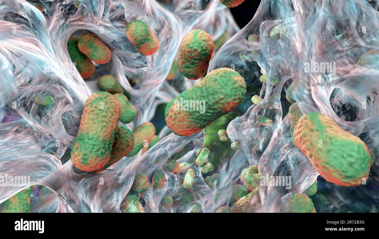 Multi-drug resistant Acinetobacter baumannii bacteria inside biofilm, computer illustration. A. baumannii is a Gram-negative, oxidase negative, aerobi Stock Photo