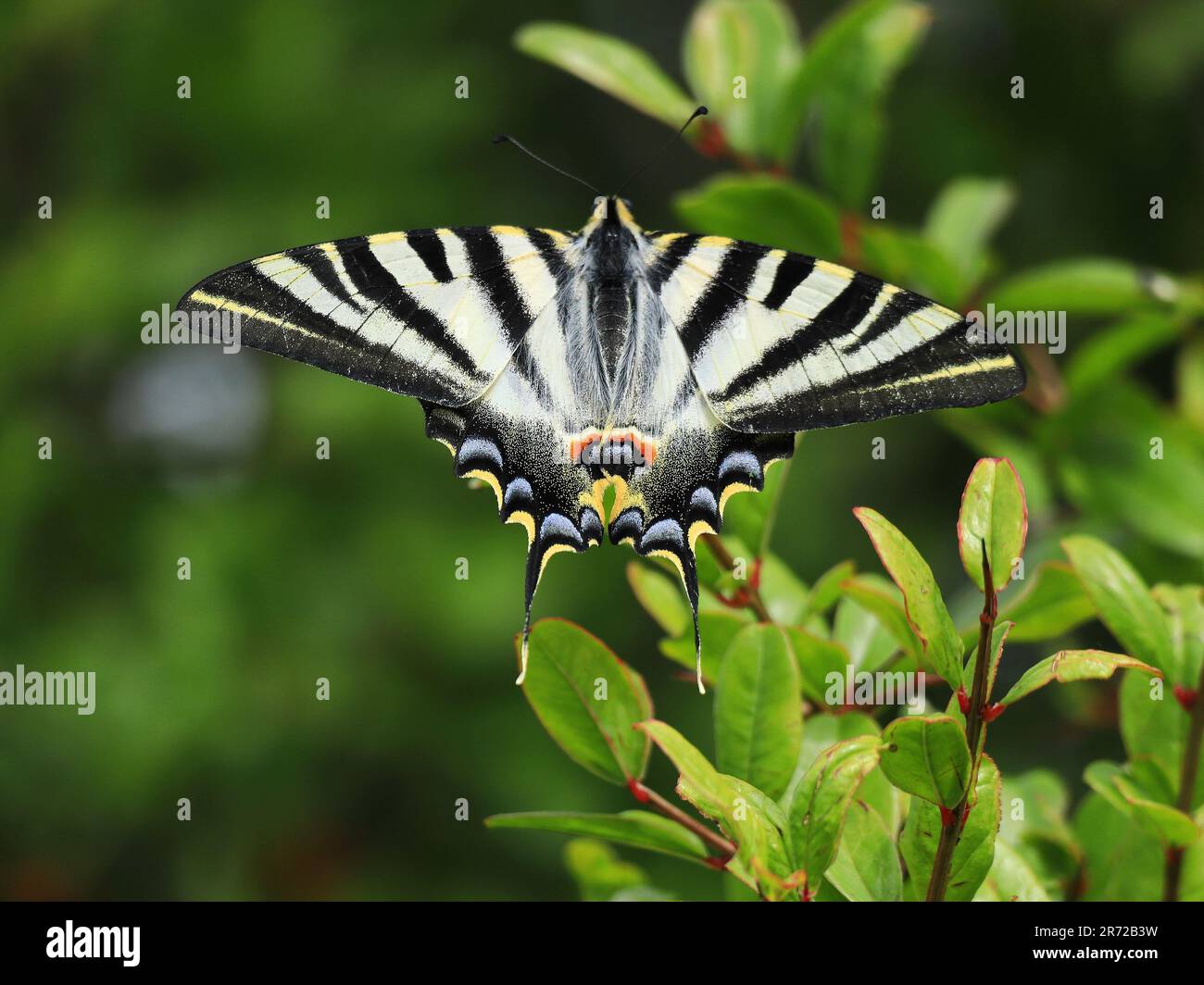 Scarce Swallowtail - Iphiclides podalirius. Sighted Oeiras, Portugal. Overwing view. Perched on a young pomegranate tree. Stock Photo