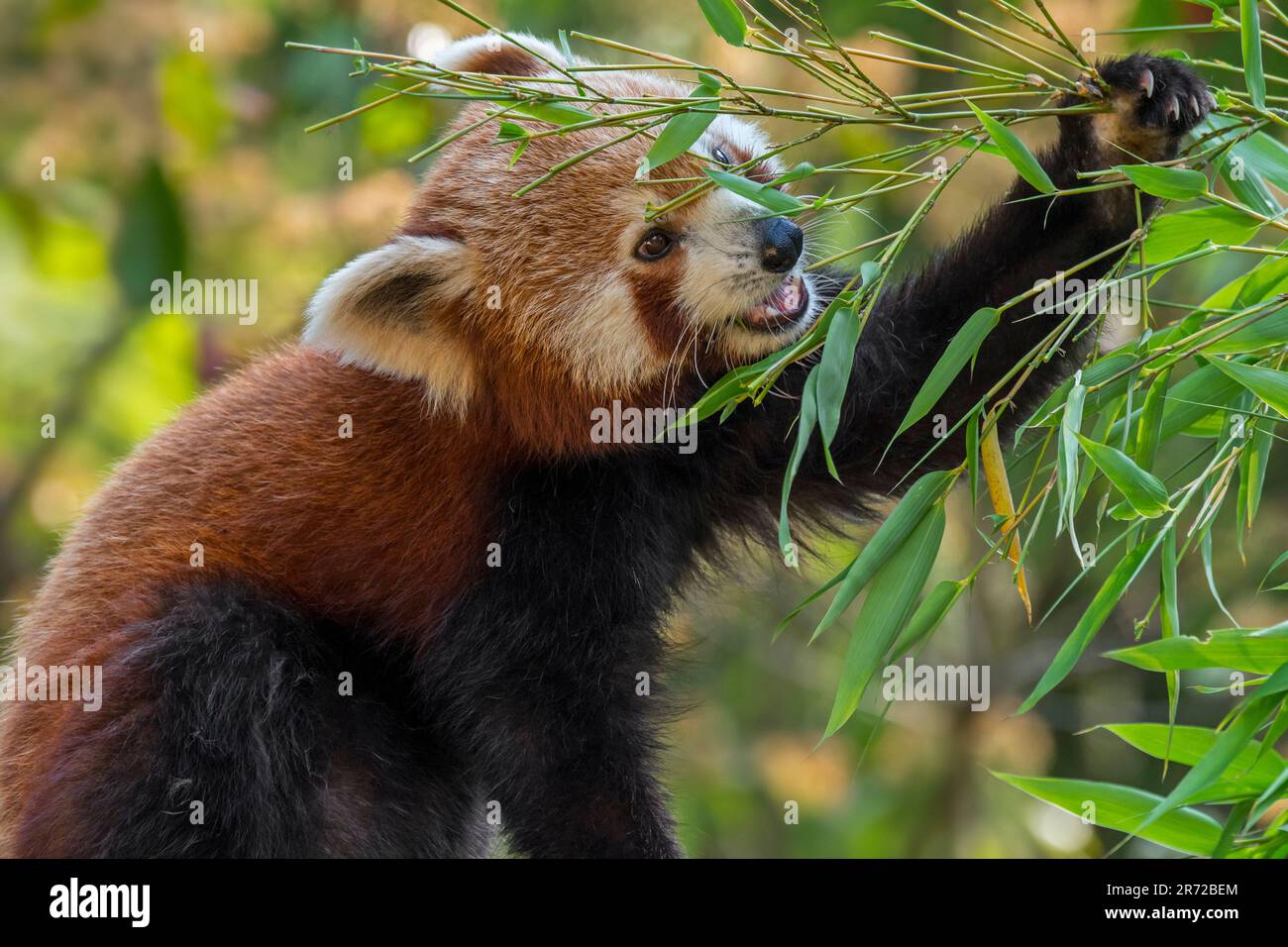 Red panda / lesser panda (Ailurus fulgens), native to the eastern