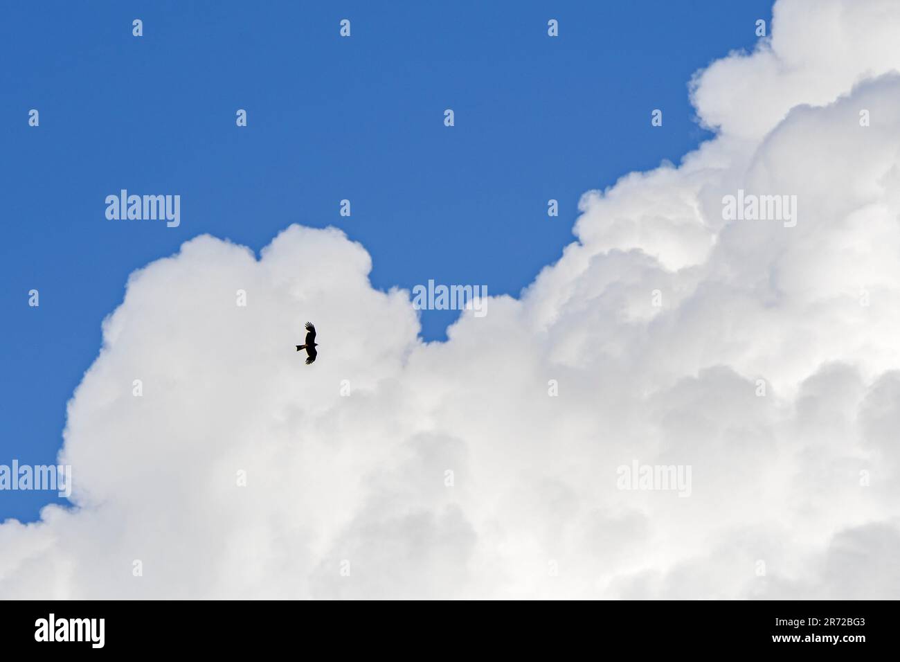 Soaring black kite (Milvus migrans) bird of prey silhouetted against towering cumulus congestus cloud in summer Stock Photo