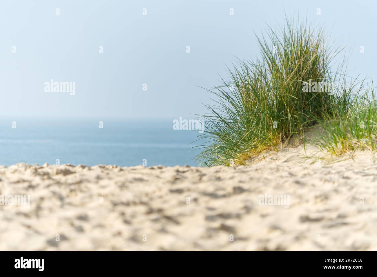 Sand dunes with marram grass and empty beach on Dutch coastline. Netherlands in overcast day. Stock Photo