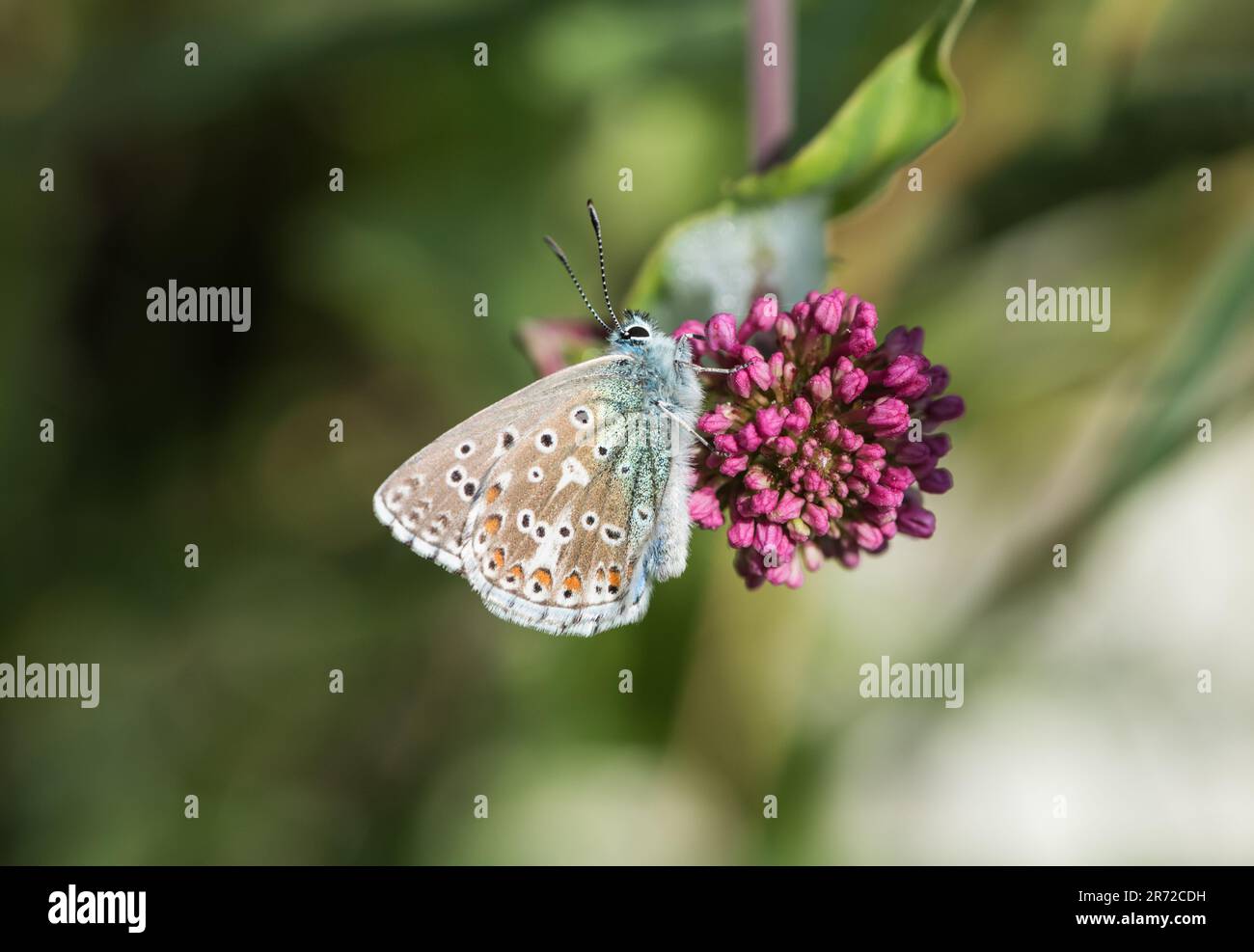 Foraging Chalkhill Blue (Polyommatus/ Lysandra coridon) at Eastbourne, East Sussex Stock Photo