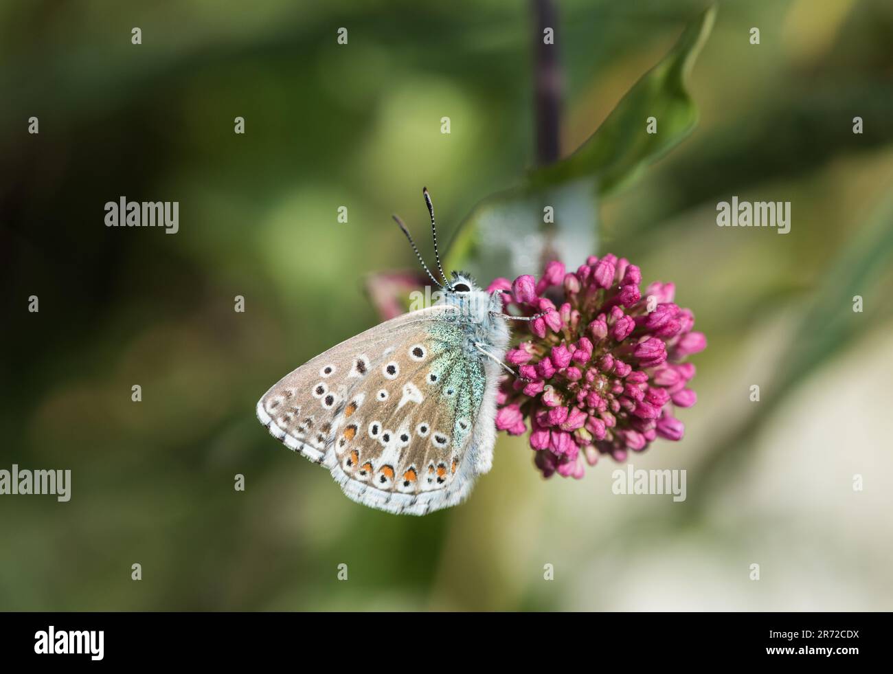 Foraging Chalkhill Blue (Polyommatus/ Lysandra coridon) at Eastbourne, East Sussex Stock Photo