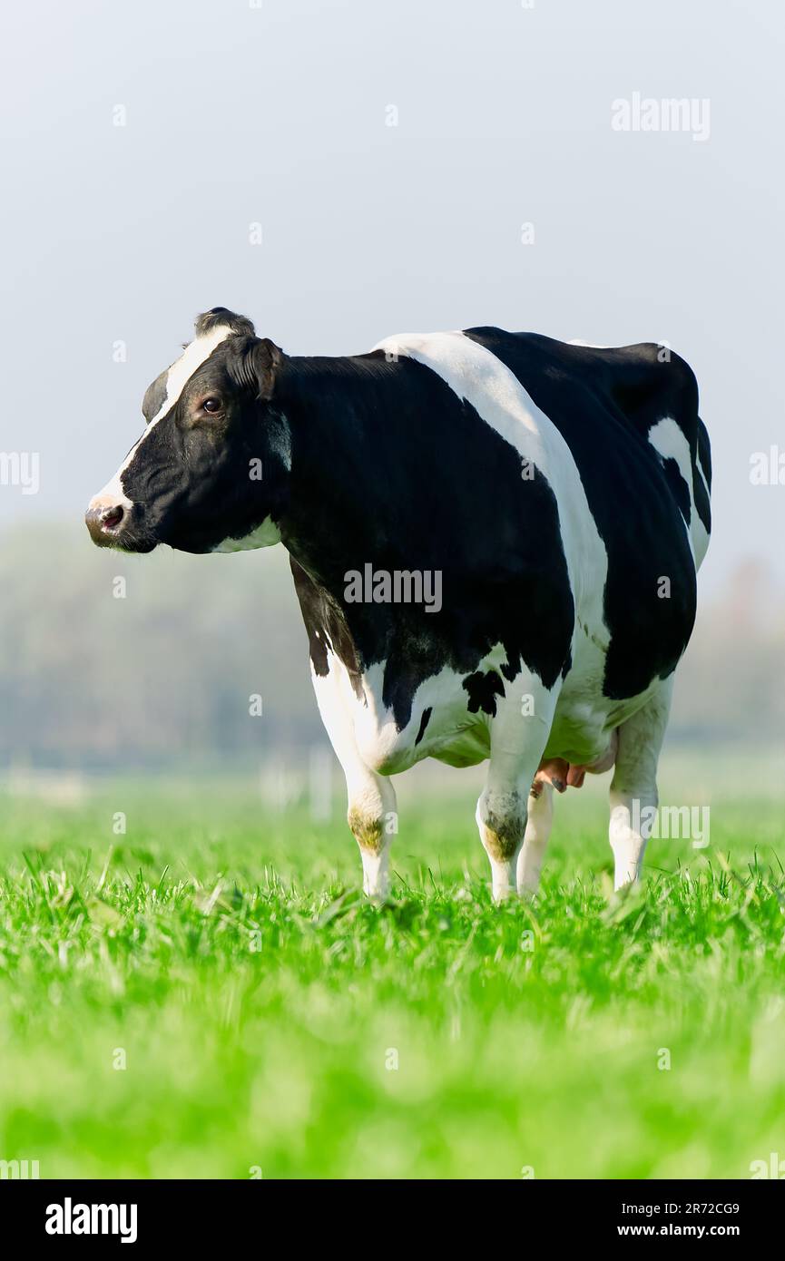 Cow on the lawn. Spotted cow grazing on beautiful green meadow ...