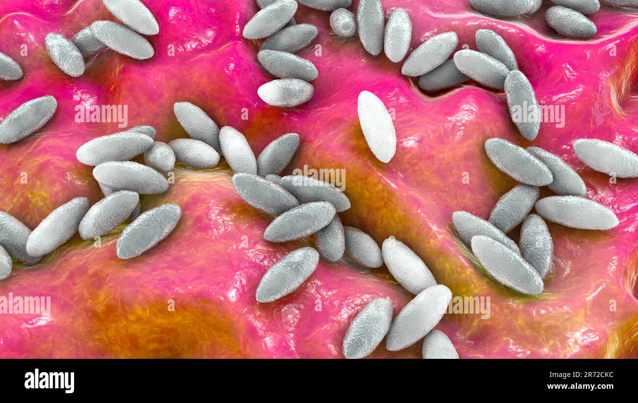 Brucella bacteria, computer illustration. Brucella is a Gram negative, non-sporing, aerobic bacillus (rod- shaped bacteria). It is primarily a pathoge Stock Photo
