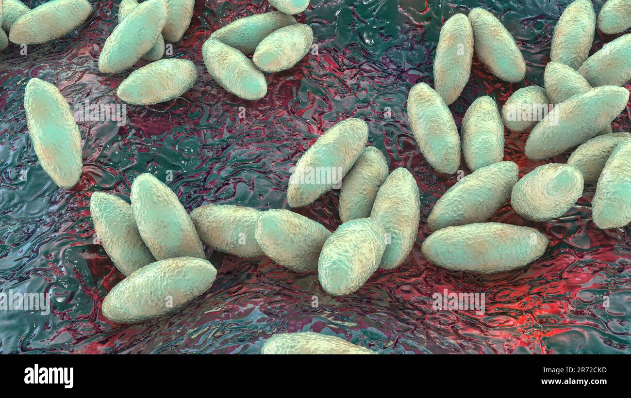 Brucella bacteria, computer illustration. Brucella is a Gram negative, non-sporing, aerobic bacillus (rod- shaped bacteria). It is primarily a pathoge Stock Photo