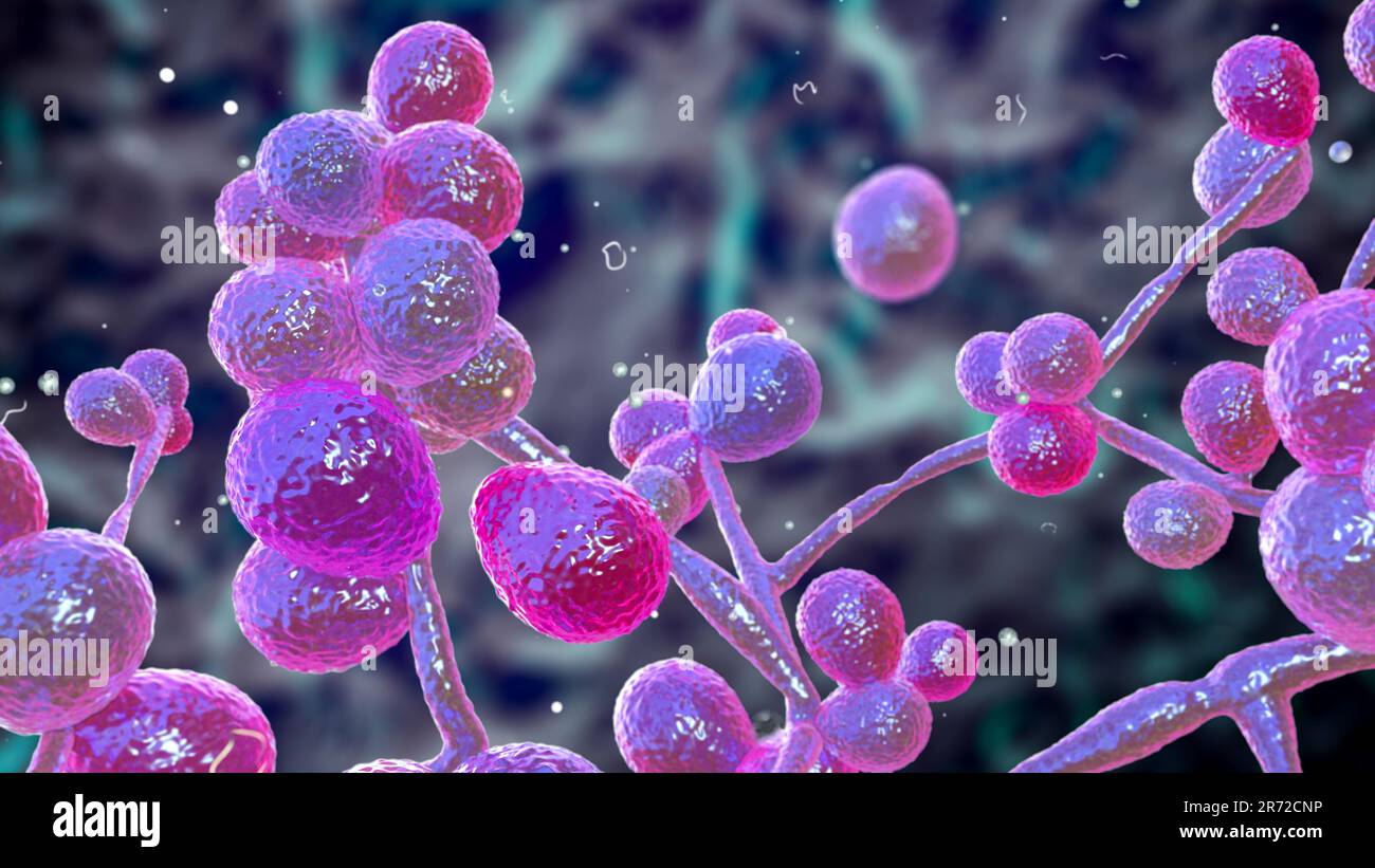 Computer illustration of Candida fungi (yeast). The most common ...