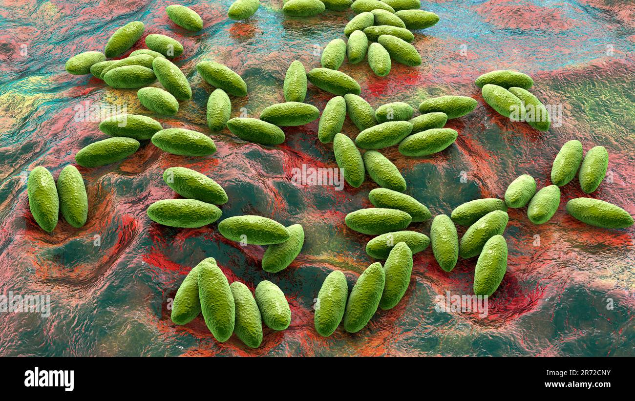 Brucella bacteria, computer illustration. Brucella is a Gram negative, non-sporing, aerobic bacillus (rod- shaped bacteria). It is primarily a pathoge Stock Photo