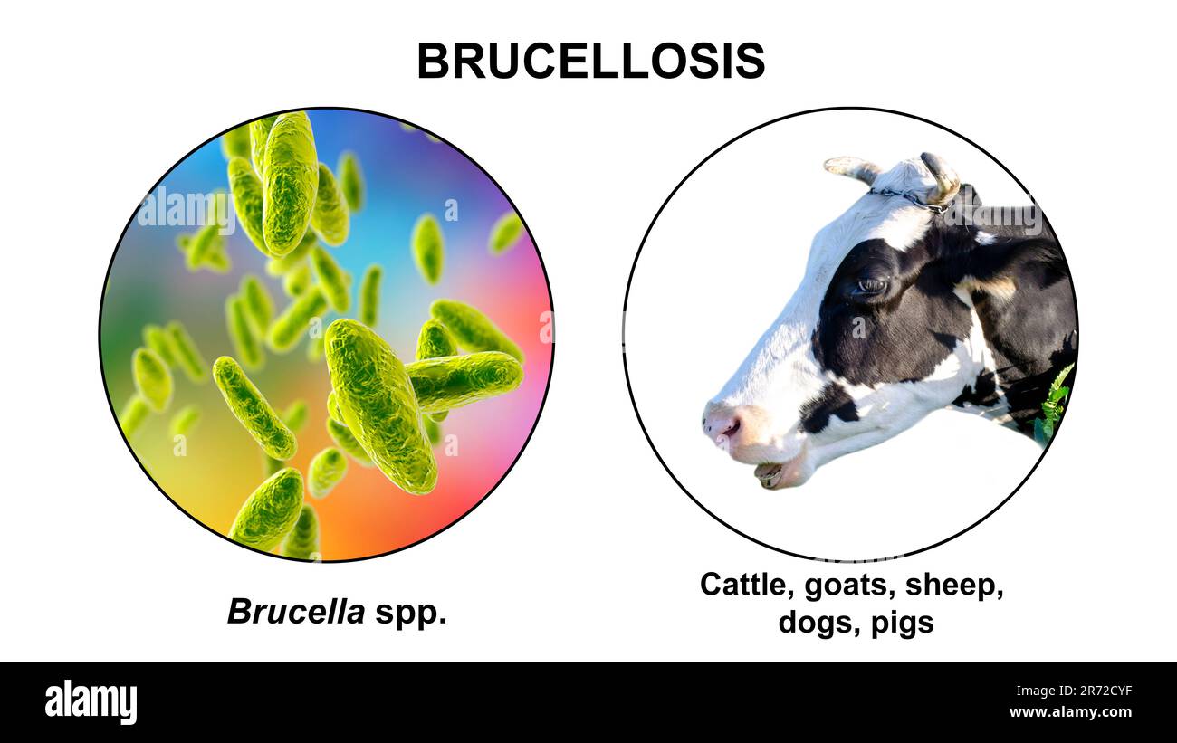 Brucella bacteria, the causative agent of brucellosis, computer illustration. Brucella is a Gram negative, non-sporing, aerobic bacillus (rod- shaped Stock Photo