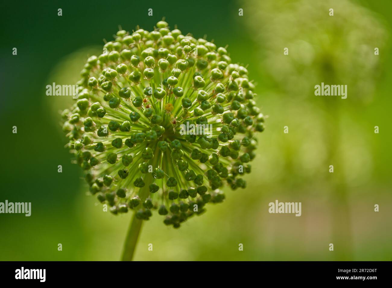 Giant garlic green seed heads seedheads Stock Photo Alamy