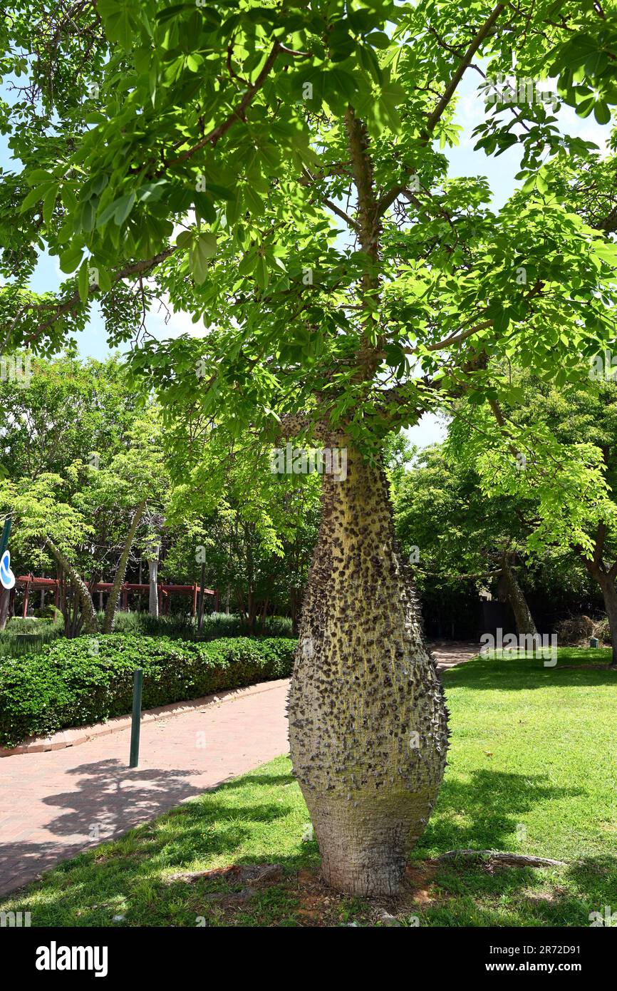 floss silk tree ( Chorisia speciosa) Stock Photo