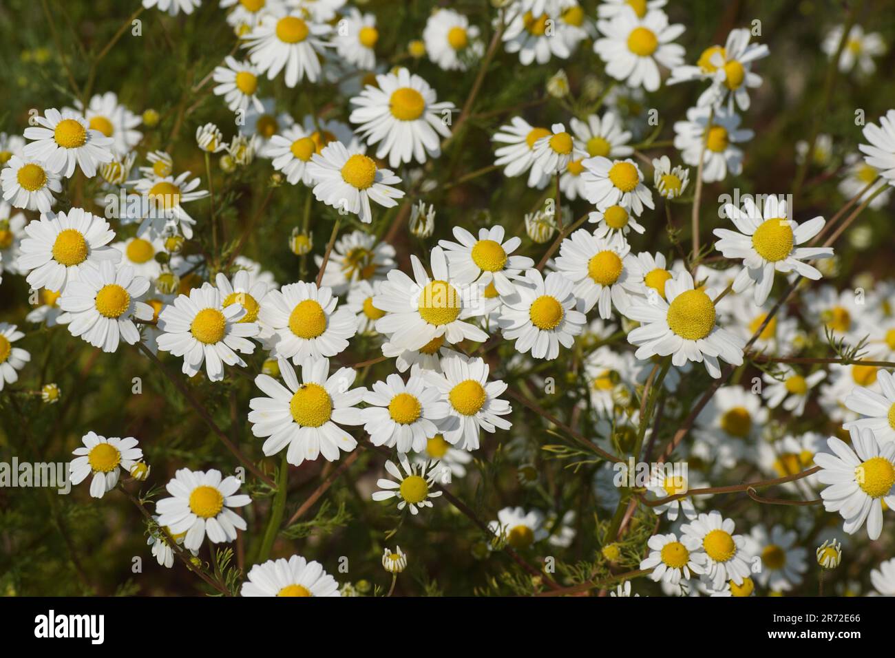 Flowers in the field of chamomile (Matricaria chamomilla, Matricaria ...