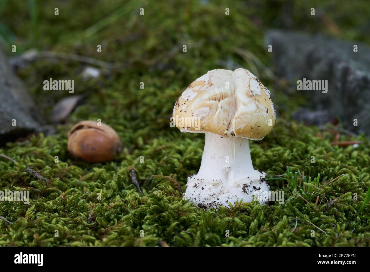 Poisonous mushroom Amanita gemmata in the moss. Known as gemmed Amanita. Wild mushroom in oak forest. Stock Photo
