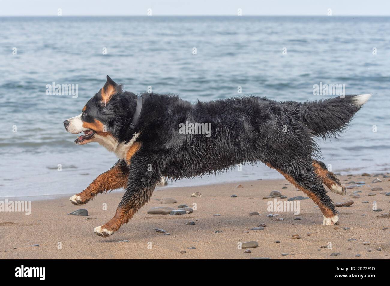Bernese Mountain Dog running on beach Stock Photo Alamy