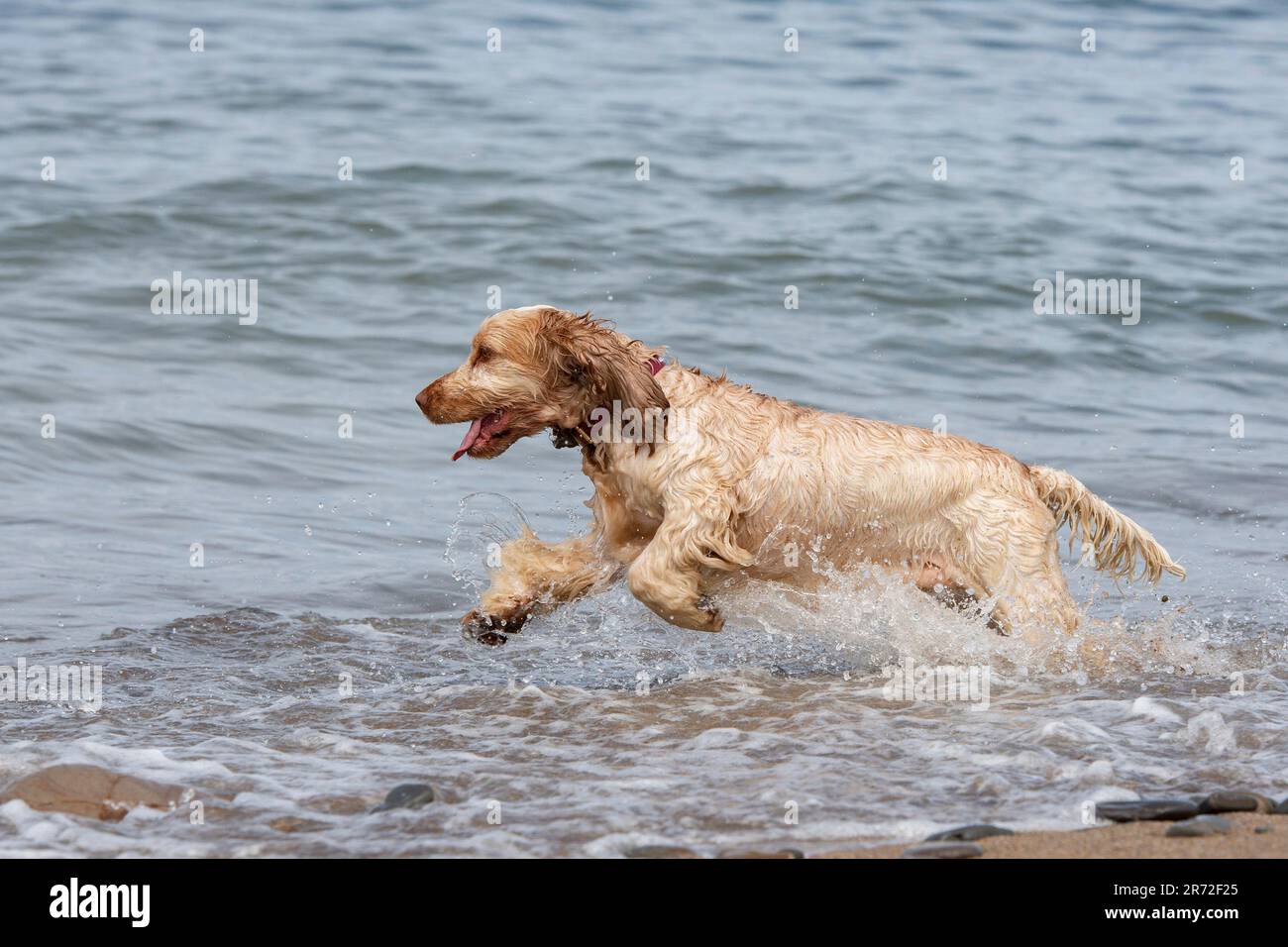 English Cocker Spaniel running on the beach Stock Photo - Alamy