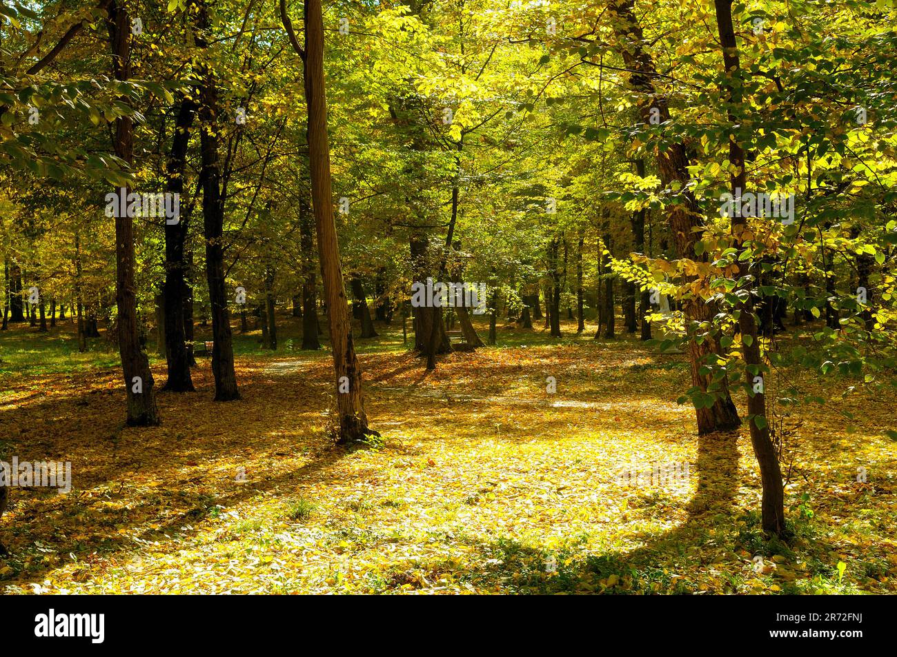Autumn park and the sunset. The sun rays illuminate Yellow leaves of ...