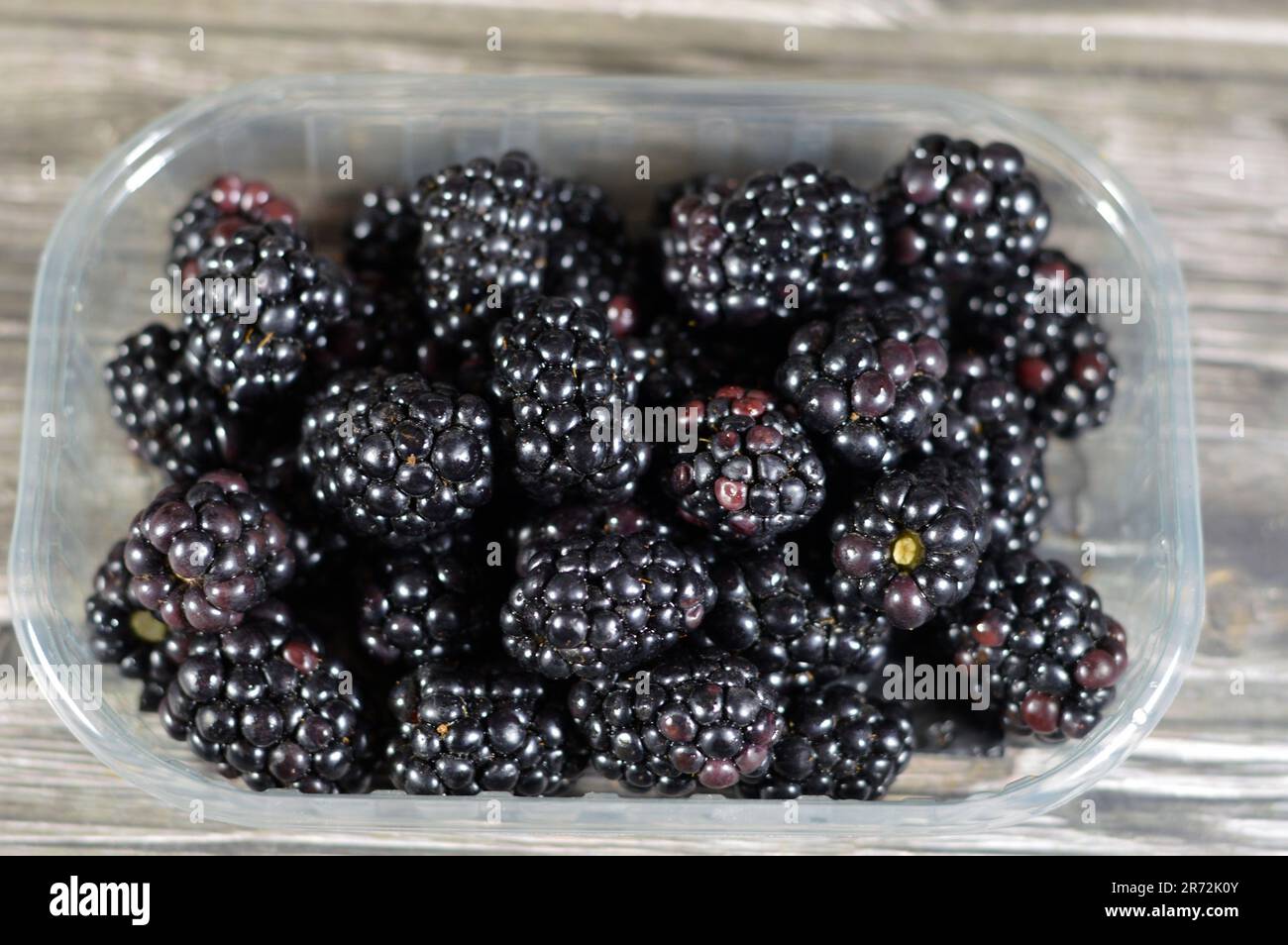 Blackberry, edible fruit of many species in genus Rubus in the family Rosaceae, hybrids among species with subgenus Rubus, and hybrids between the sub Stock Photo