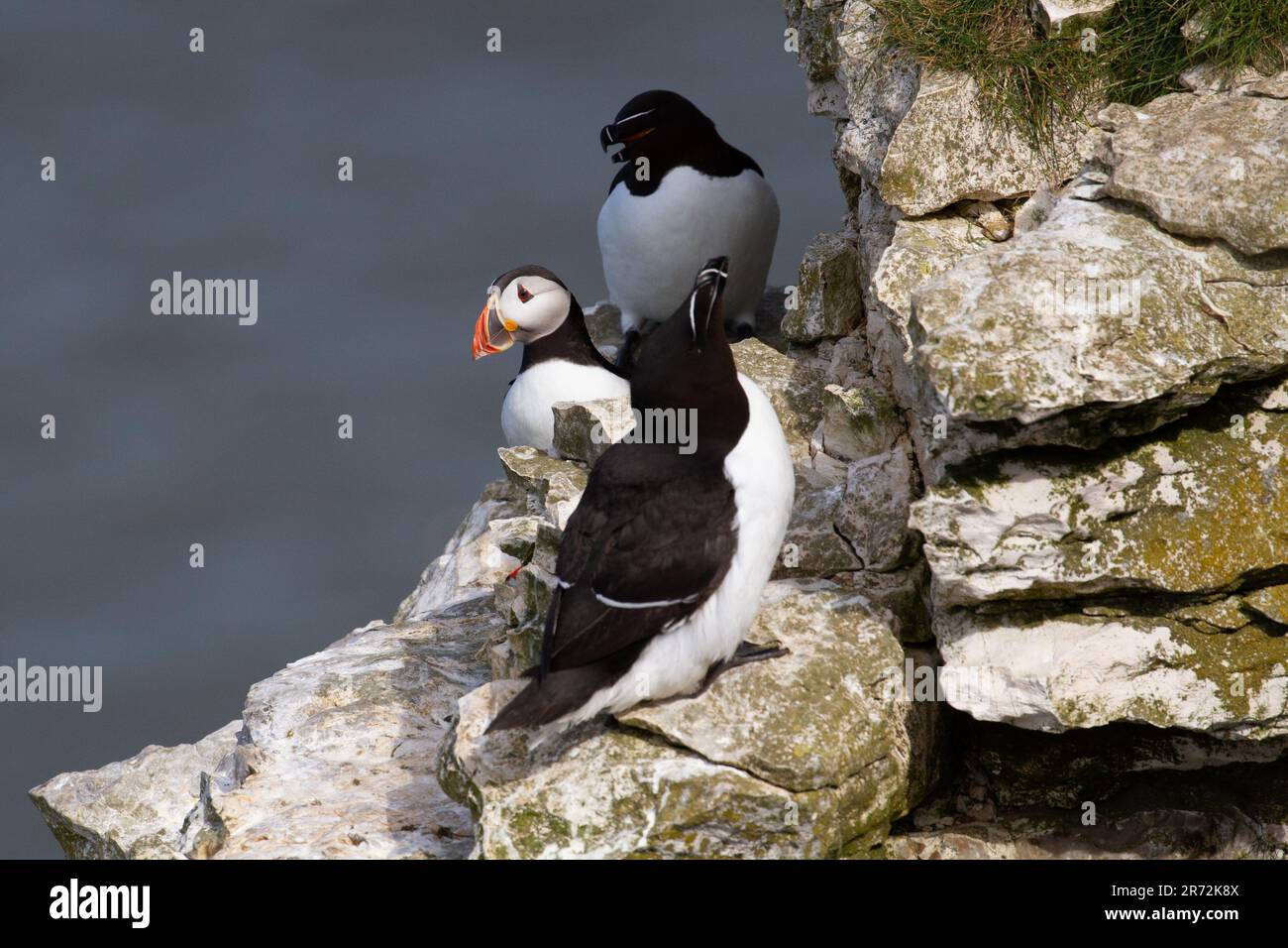 Puffin Rspb Puffins and Razorbills at RSPB Bempton Cliffs Stock Photo - Alamy