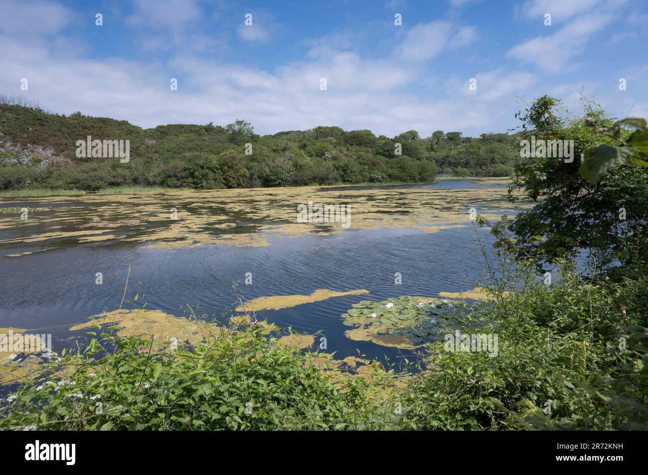 Bosherston lilly pond hi-res stock photography and images - Alamy