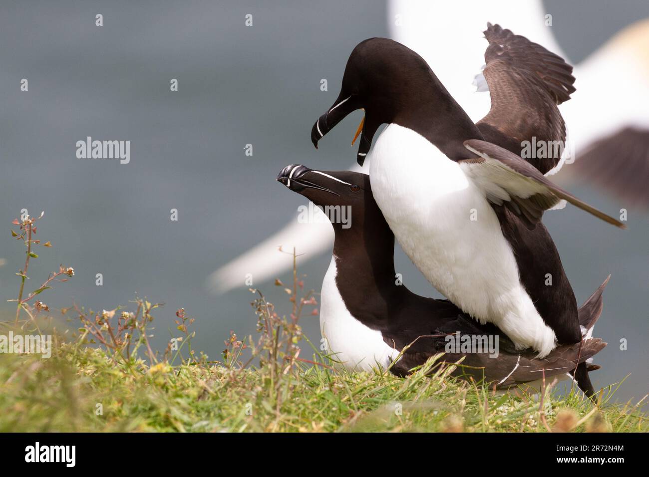Razorbills mating hi-res stock photography and images - Alamy