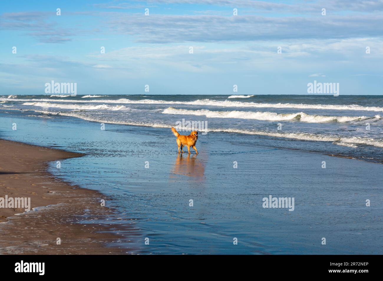 golden Retriever dog playing on the beach Stock Photo - Alamy