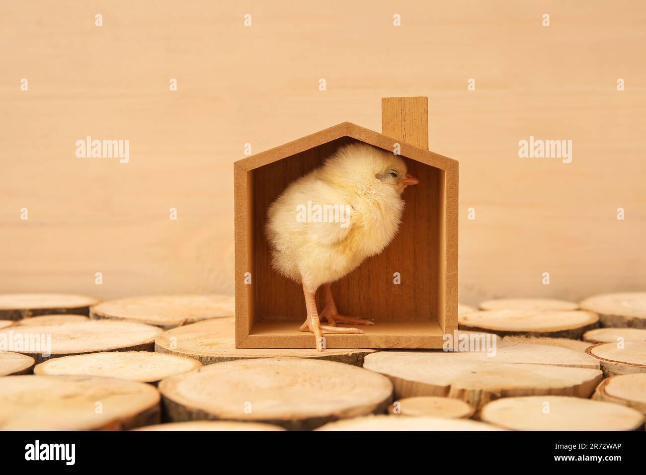 House figure with cute little chick on wooden table Stock Photo