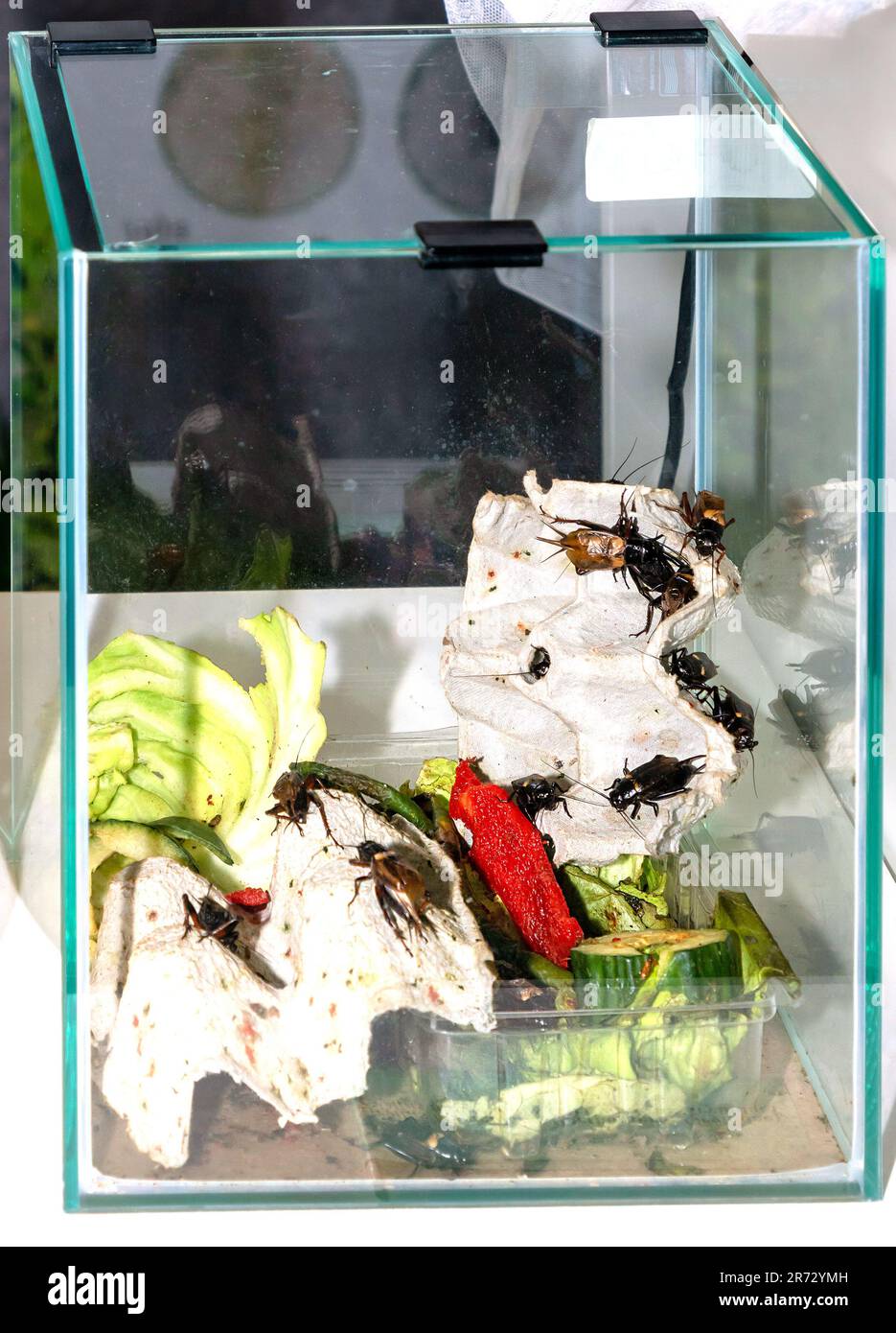 Edible cricket bugs in aquarium popular for use as a food source for