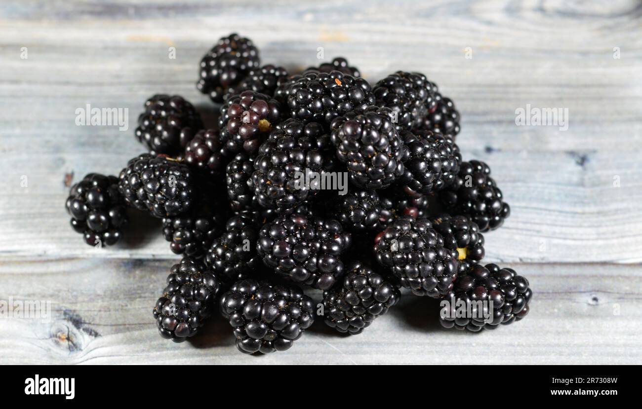 Blackberry, edible fruit of many species in genus Rubus in the family Rosaceae, hybrids among species with subgenus Rubus, and hybrids between the sub Stock Photo