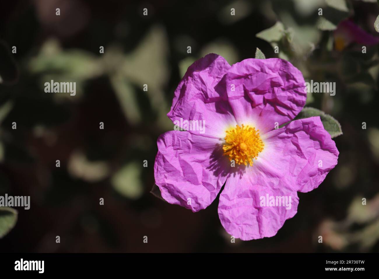 Sonoran Desert Flora - a close up of a purple rockrose, off center, with blurry leaf background. Stock Photo
