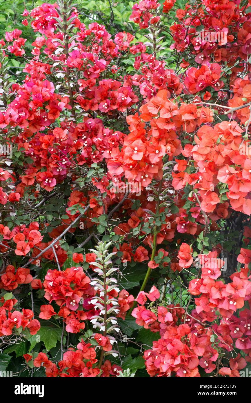 Perennial golden red bougainvillea flowers blooming in Springtime Stock Photo