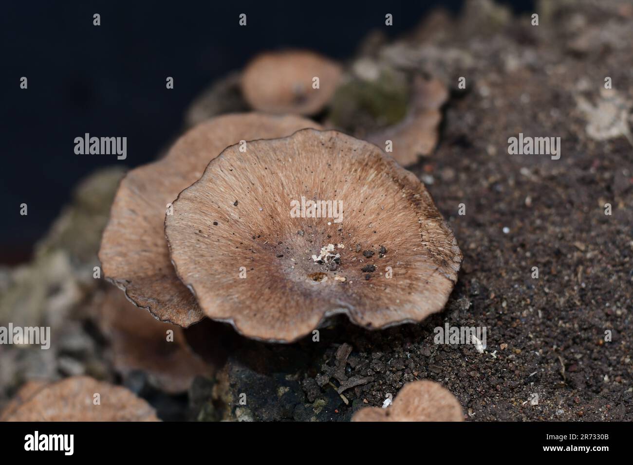 The mushrooms growing on a tree stump Stock Photo - Alamy